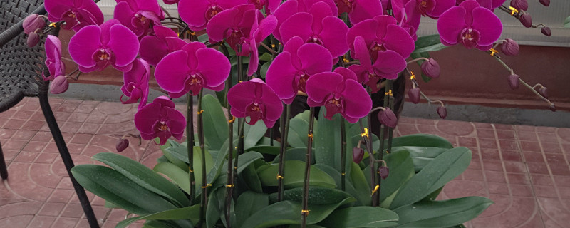 蝴蝶兰花期多长 蝴蝶兰花期多长时间,蝴蝶兰的花期养护技巧