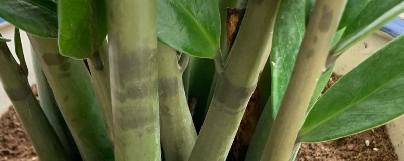 金钱树移栽应注意事项 金钱树移栽方法