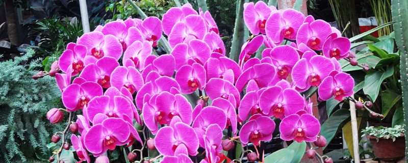 蝴蝶兰开花时能施肥吗（蝴蝶兰开花后能施肥吗）