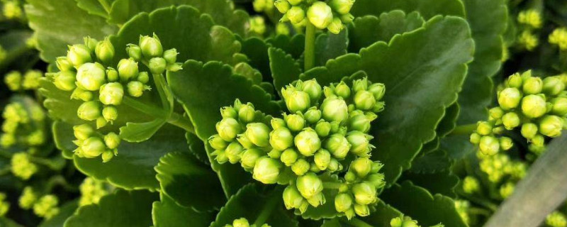 长寿花冬季施什么肥 长寿花在冬季施什么肥