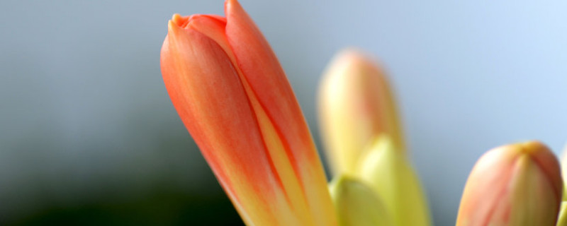 君子兰可以放卧室里养吗(君子兰在卧室养可以吗)