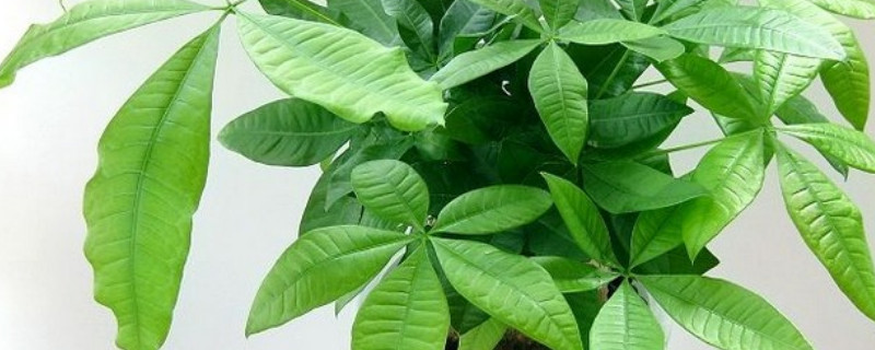 发财树死了是什么征兆 发财树起死回生了是什么征兆