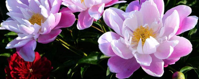 冬天芍药还用把枝都剪掉吗（芍药什么时候剪掉枝叶）