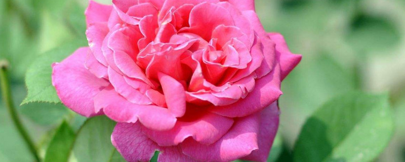 月季有花冠吗（月季花有花萼吗）