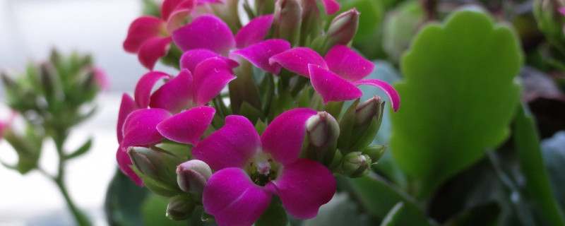 长寿花花期怎么管理 长寿花花期过后怎么养护