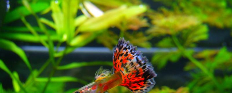 孔雀鱼喂什么长的快 孔雀鱼苗喂什么长的快