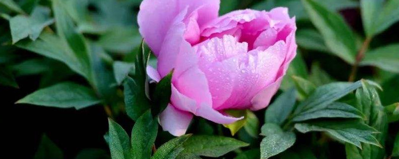 芍药能在花盆里养吗 芍药花能在花盆里养吗