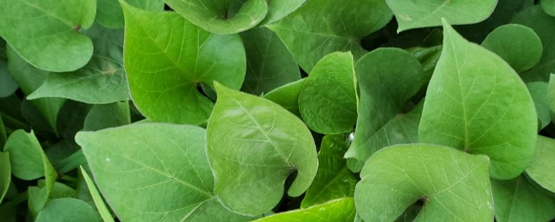 红薯苗移栽时间(红薯育苗多少天移栽)