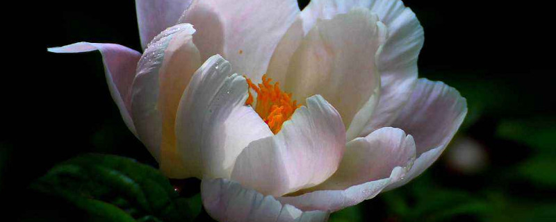 芍药花冬天怎么储存花蛤 冬天芍药花的养殖方法和注意事项