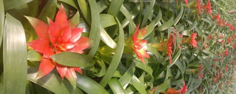 鸿运当头怎么插迁（鸿运当头移栽注意事项）