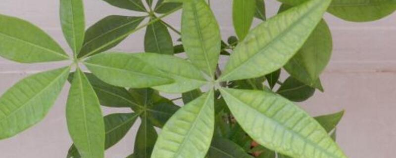 发财树叶子发黄掉落怎么办 发财树叶子发黄掉落怎么办,是没浇水