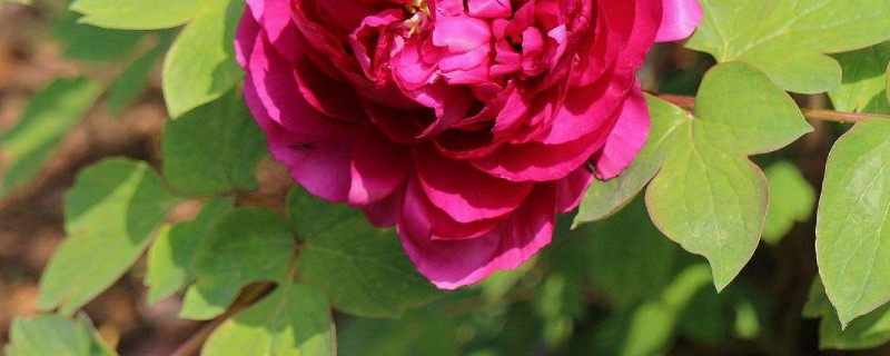 移栽牡丹多久生根 牡丹栽种多久生根