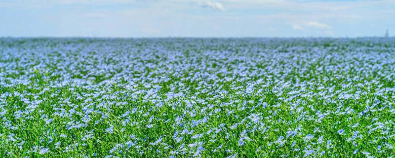 胡麻的种植方法(胡麻的种植方法及产量)