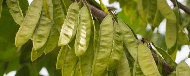 皂角树寓意（皂角树寓意风水）