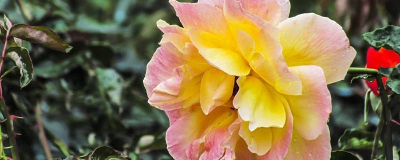 月季花用什么土栽培好（月季花苗用什么土壤栽培最好）