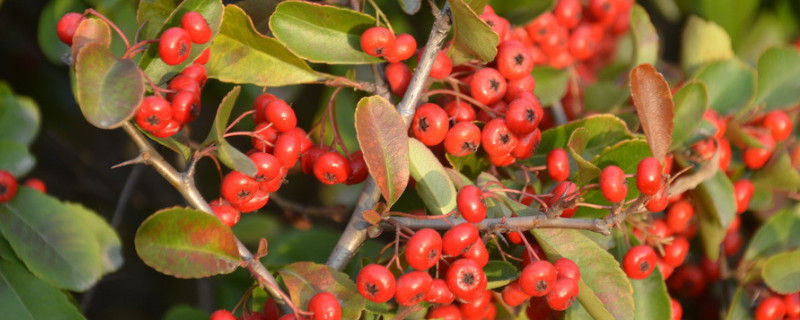 火棘移栽注意事项 火棘夏季移栽能活吗