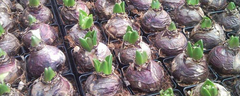 风信子怎么留种子（风信子有种子吗可以种吗）