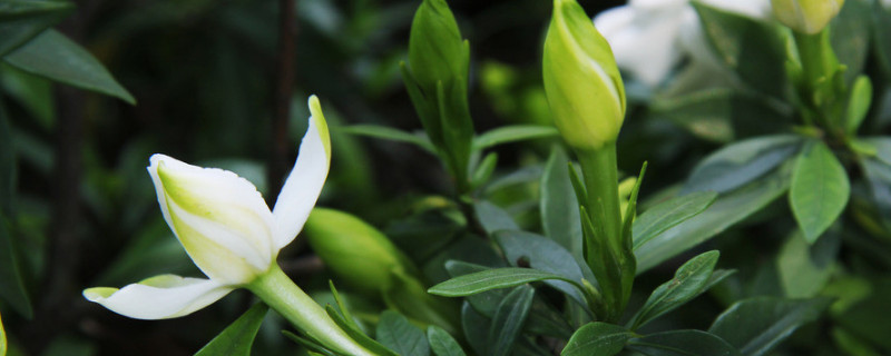 栀子花夏天可以移植吗（栀子花冬天可以移植吗?）