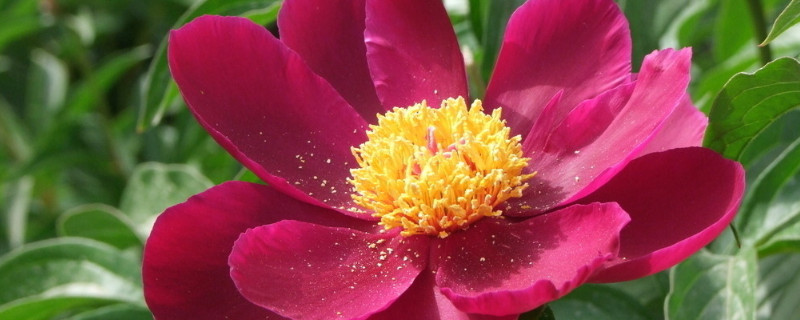 芍药花可以盆栽在室内养吗(芍药花可以盆栽在室内养吗?)