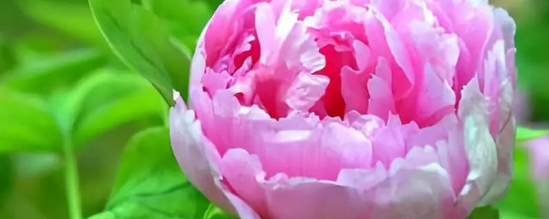 牡丹花正红是几月几日 牡丹花正开是几月