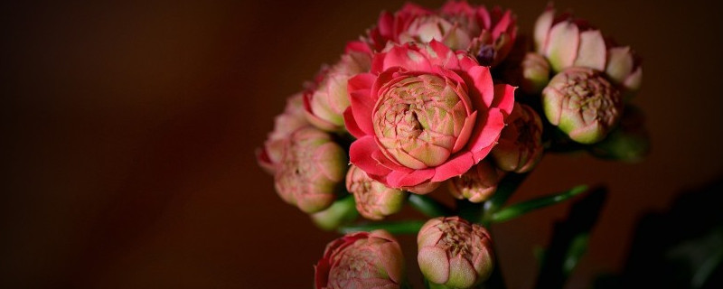 长寿花叶子小是什么原因 长寿花叶子很小是什么原因