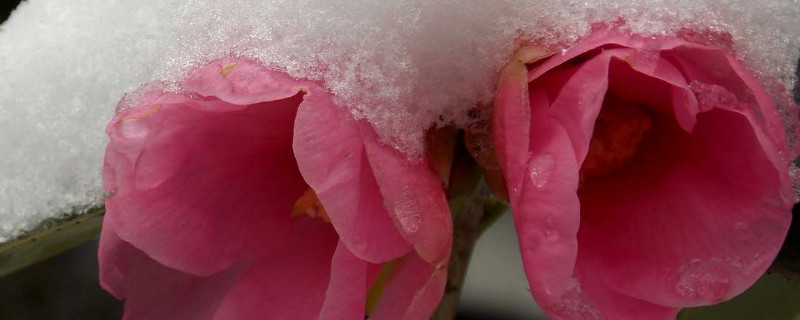 茶花春天什么时候施肥 茶花什么季节施肥