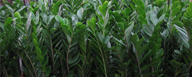 金钱树散枝了怎么办 金钱树树枝枯了怎么办