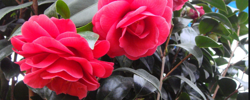 茶花春天好养活吗 冬天买的茶花能活吗