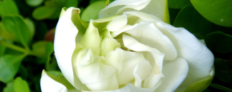 栀子花是草本还是木本 栀子花是草本还是木本?