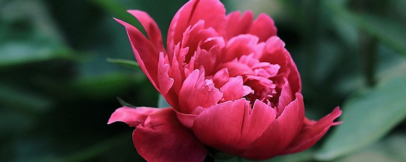 芍药花怎么种植冬季（芍药花怎样栽植）