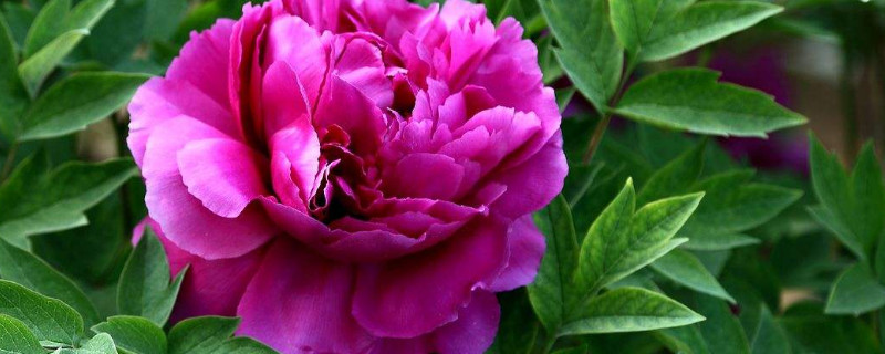 春季牡丹花怎施肥（牡丹花期施肥）