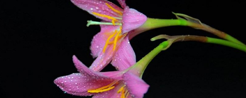 盆栽百合花好养吗 百合花好养吗?