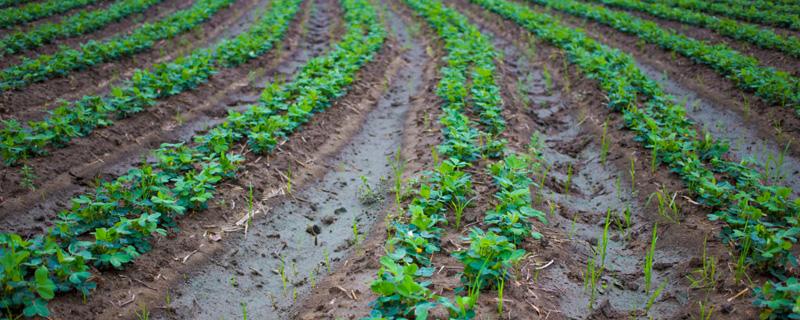 花生出苗后需要浇水吗(花生播种后要浇水吗)