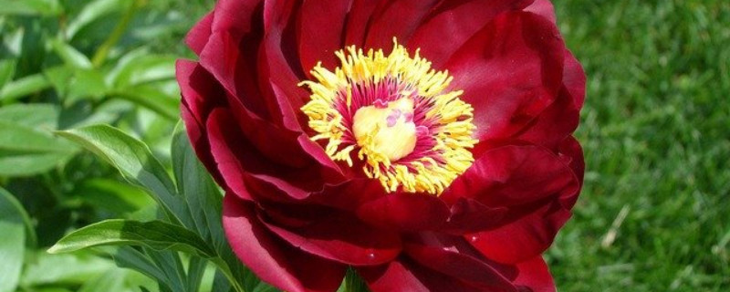 牡丹花花蕾为什么脱落 牡丹花掉花蕾是怎么回事