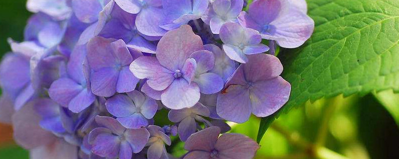 绣球花夏天40度怎么养（绣球花高温35度怎么养）