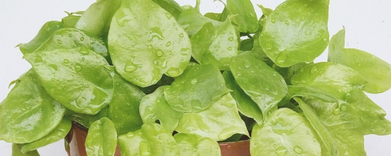 滴水观音秋天可以施肥吗（滴水观音秋天怎么浇水）