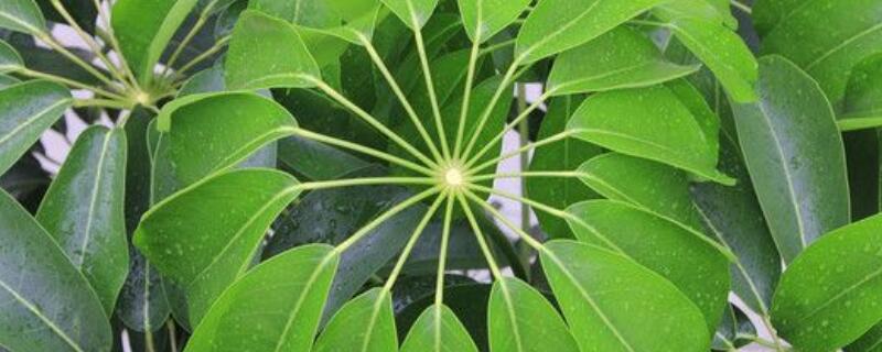 发财树叶子生根方法 发财树怎么发根