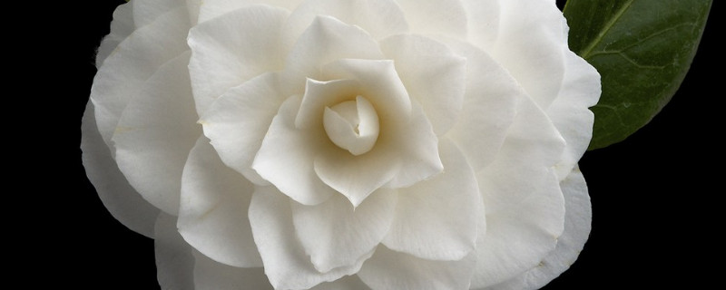 栀子花为什么叶子都焉了 栀子花的叶子为什么