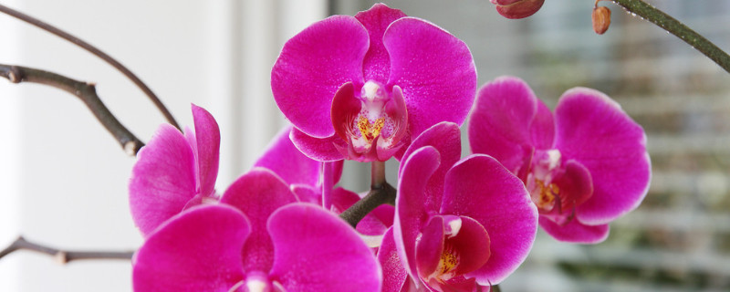蝴蝶兰什么颜色名贵 什么样的蝴蝶兰最名贵