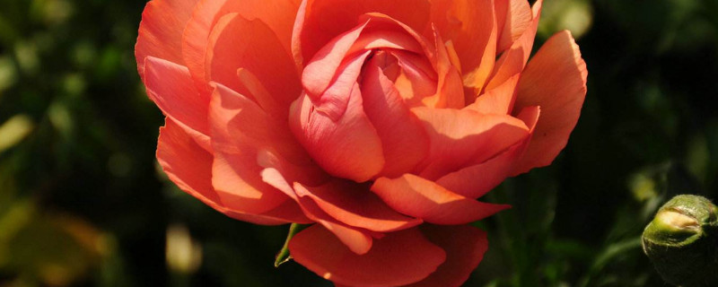 月季春天什么时候发芽（月季春天什么时候开花）