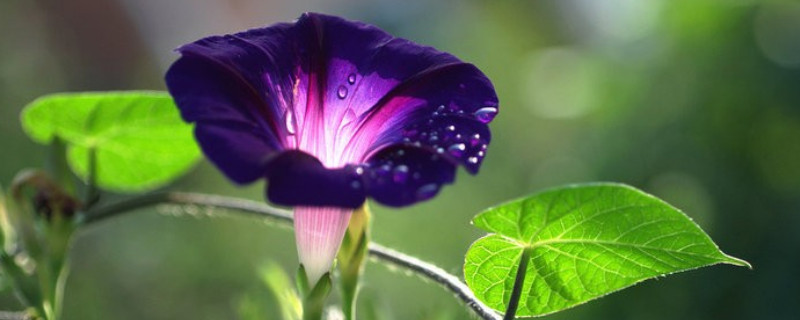 牵牛花的花朵像什么 牵牛花的花朵像什么比喻句