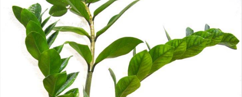 金钱树蔫蔫皱皱的怎么办 金钱树叶子发蔫下垂怎么办