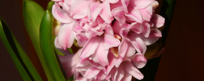 风信子春天怎么养(风信子可以春天养吗)