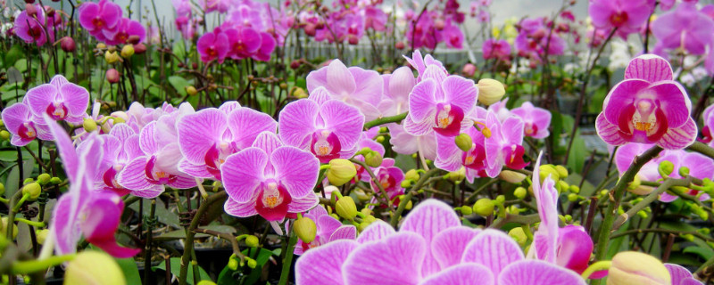 蝴蝶兰有种子吗(蝴蝶兰有种子吗几年才有种子啊)