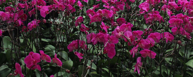 蝴蝶兰夏天能换盆吗 蝴蝶兰什么时候可以换盆