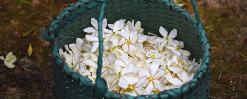 栀子花不长新叶怎么办（栀子花不长新叶子怎么办）