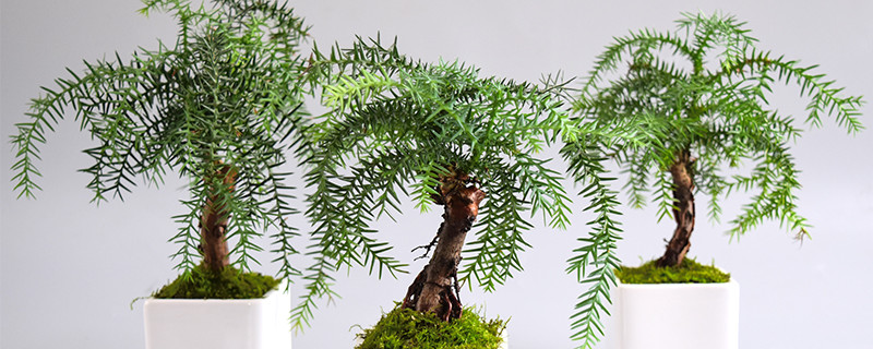 澳洲杉怕冻吗 澳洲杉树怕冻吗