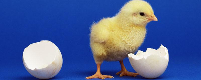 有小鸡的鸡蛋叫什么（有小鸡的鸡蛋叫什么珠）