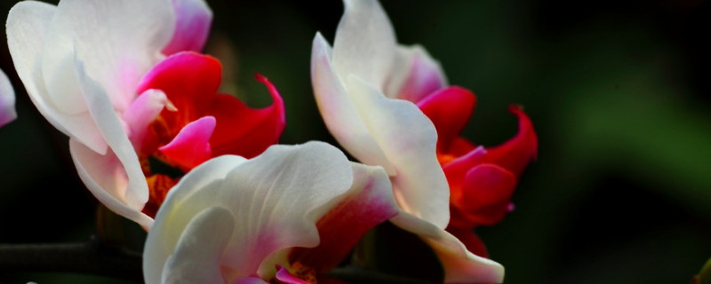 蝴蝶兰开花后怎么处理办法（蝴蝶兰开花期间怎么处理方法）