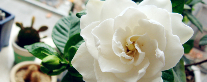 栀子花夏季怎么养（夏天的栀子花怎么养护）